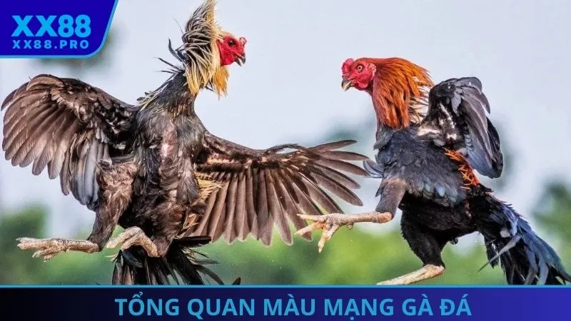 Khám phá màu mạng gà đá - Chìa khóa quan trọng của sư kê