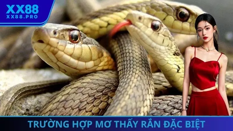 Trường hợp mơ thấy rắn đặc biệt